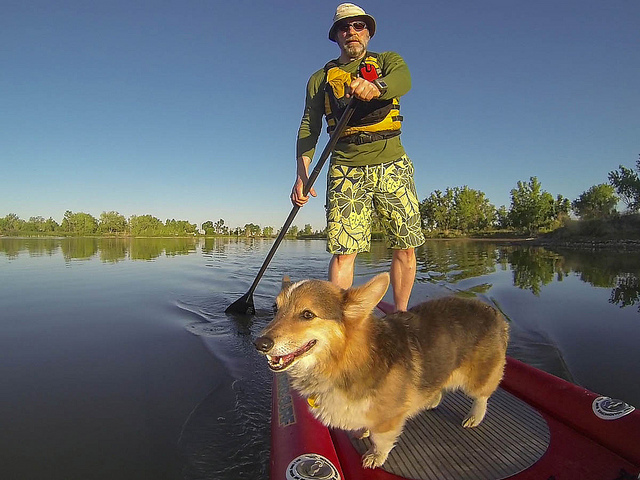 Stand Up Paddling with Pixel, the Water Corgi