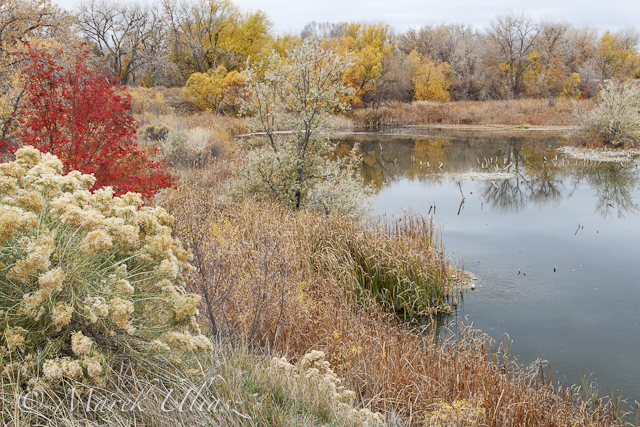 Riverbend Ponds in Late Fall Scenery